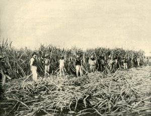 1901年在昆士兰州的糖园里。 作者 不明