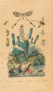 昆虫和花卉》，1837年出版。 作者 不明