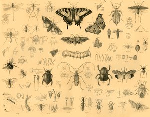 昆虫，c1910。 作者 不明