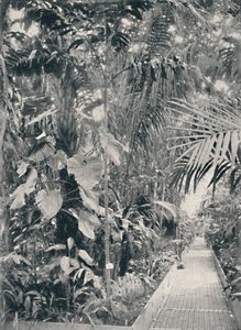 邱园大棕榈屋内部，1904年 作者 不明
