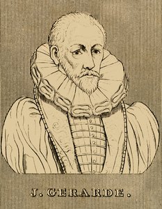 杰拉德（J. Gerarde），c1545-1612，1830年。 作者 不明