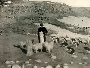 乔伊斯与企鹅群中的狗，摄于1909年，约1909年。 作者 不明