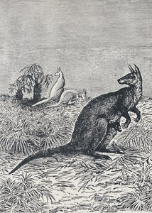 袋鼠，1924年 作者 不明