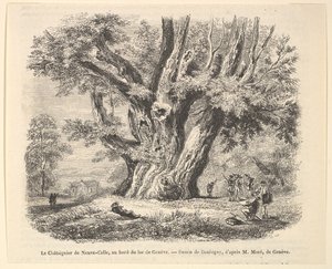 LeChâtaignierde Neuve-Celle，于1835-78年在Daubigny之后在日内瓦湖岸上。 作者 不明