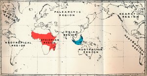 穿线虫-II。地图，显示Tarsiidae Blue和Galaginae Red的分布，1897年 作者 不明