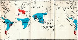 脉络膜-IV。地图，显示了活蓝色和化石红色类人猿的分布，1897年 作者 不明
