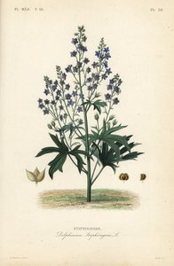 Lice-bane or stavesacre, Delphinium staphisagria, Staphisaigre 作者 不明