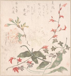 百合，紫罗兰，樱花，连翘，和一枝红枫，18-19世纪。 作者 不明