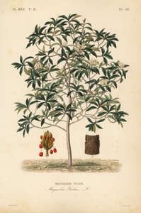 百合或玉兰玉兰，玉兰，玉兰玉兰，玉兰玉兰 作者 不明