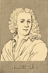 Linne，1707-1778，1830年。 作者 不明