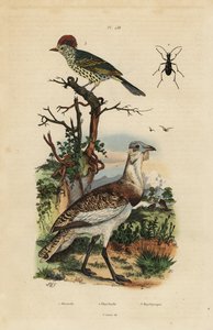 小棕鸨、Eupodotis humilis 和尖嘴鸨、Oxyruncus cristatus 作者 不明