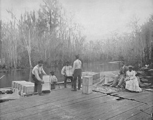 大约在1897年在佛罗里达州奥克拉瓦哈河上装橙子。 作者 不明