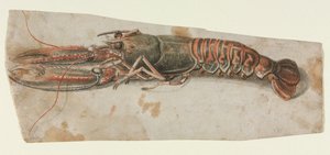 龙虾，1600年代。 作者 不明