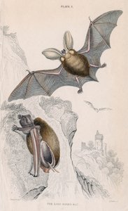 长耳蝙蝠Plectorus auritus，1828年 作者 不明