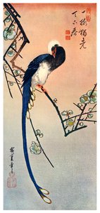 长尾蓝鸟在盛开的梅花树的树枝上，19世纪，1925年 作者 不明