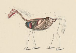 马的纵向部分，c1879年。 作者 不明