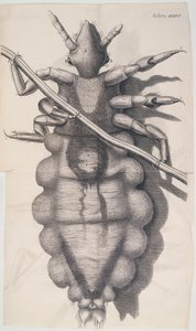 虱子粘在人的头发上，胡克斯显微镜，1665年 作者 不明