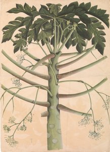 雄性木瓜树，约1790-1800年。 作者 不明