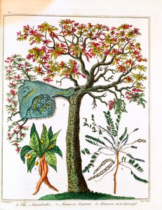 曼德拉、敏感植物和相思树，约1795年 作者 不明
