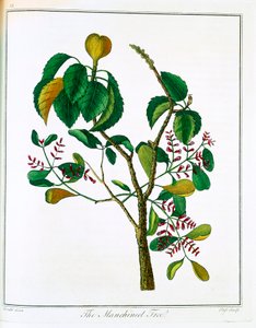 马尼切尔树 Hippomane mancinella或毒石榴，约1795年 作者 不明