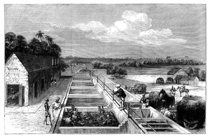 1869年在下孟加拉邦的提尔霍特·穆扎法尔布尔制造靛蓝 作者 不明