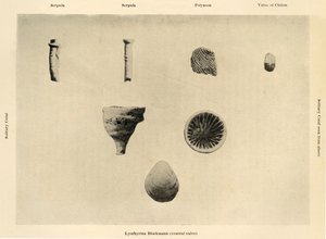 海洋生物，放大倍数1 12，c1908，1909。 作者 不明