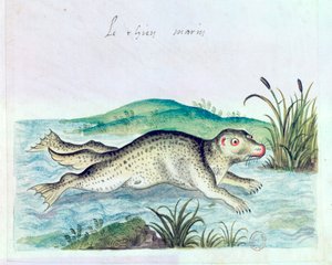 海狗，十六世纪 作者 不明