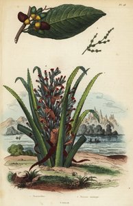 Marking nut, Semecarpus anacardium 1 and penguin or pinuela fruit, Bromelia pinguin 2 作者 不明
