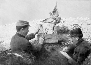 信使鸽在第一次世界大战前线放出，1915年 作者 不明