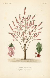 Mezereon 或 spurge laurel、Daphne mezereum、Daphne bois-gentil 作者 不明