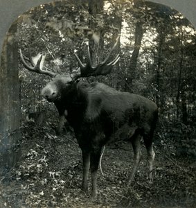 我调查的君主，1899年。 作者 不明