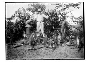 猴子，约1910年（黑白照片）。 作者 不明