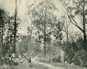 泰勒斯湖（Lake Tyers）的《本土体育》，1901年。 作者 不明