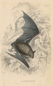 Natterers蝙蝠Myotis nattereri，1828年 作者 不明
