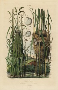 Nests of the streaked fantail warbler, Cisticola juncidis, and reed warbler, Acrocephalus scirpaceus 作者 不明