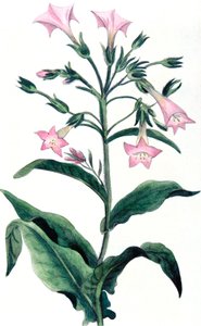 烟草-烟草植物，1823年 作者 不明