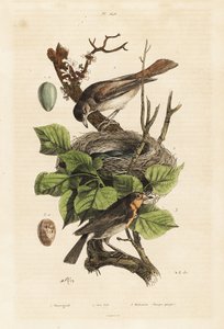 Nightingale, nest and egg, Luscinia megarhynchos, and European robin, egg, Erithacus rubecula 作者 不明