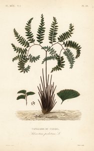 北方铁线蕨或五指蕨，Adiantum pedatum，Capillaire du Canada 作者 不明