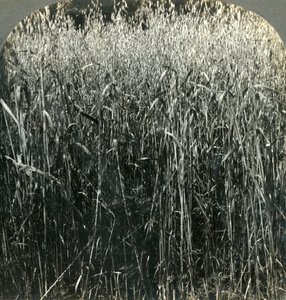 1903年，美国宾夕法尼亚州的燕麦种植。 作者 不明