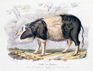 古老的英国猪种，1842年 作者 不明