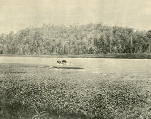1901年在Enoggera湖上。 作者 不明