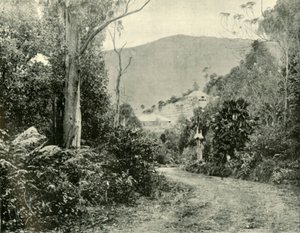 新南威尔士州伊拉瓦拉路上，1901年。 作者 不明