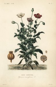 罂粟, Papaver somniferum, Pavot somnifere 作者 不明
