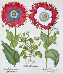 观赏性的罂粟花，1613年 作者 不明