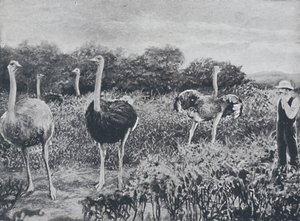 鸵鸟，1924年 作者 不明