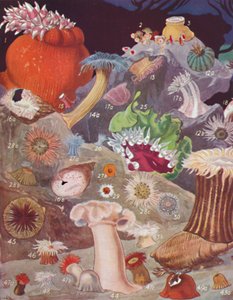 1935年，超过50种海葵品种 作者 不明