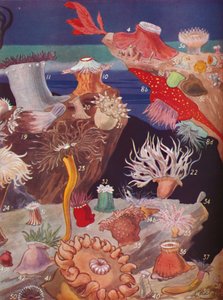 1935年，《海葵五十种》 作者 不明