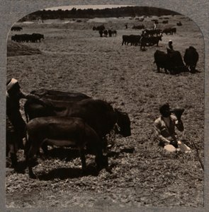 牛tread玉米，c1900 作者 不明