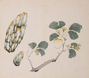 石竹斋的页面。 作者 不明