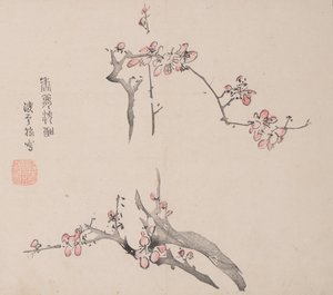 石竹斋的页面。 作者 不明
